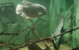 (photo)
